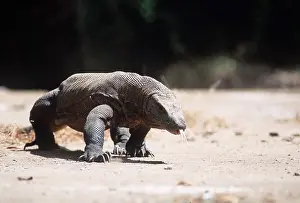 Rungnapa Sasitorn: KOMODO DRAGON - TONGUE OUT