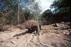 Lizards: KOMODO DRAGON -Tongue extended