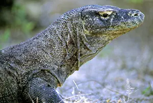 Manggarai: Komodo Dragon (V. komodoensis)