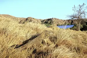Manggarai: Komodo Dragon (V. komodoensis) basking