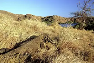 Manggarai: Komodo Dragon (V. komodoensis) basking