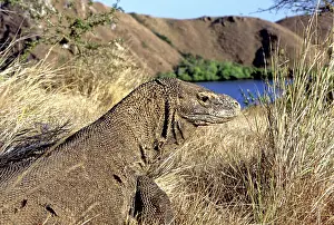 Manggarai: Komodo Dragon (V. komodoensis) basking