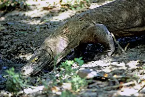 Tenggara: Komodo Dragon (V. komodoensis) drinking