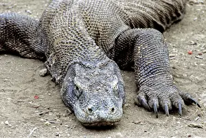 Manggarai: Komodo Dragon (V. komodoensis) resting
