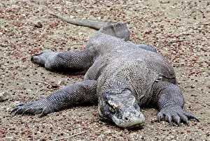 Manggarai: Komodo Dragon (V. komodoensis) resting