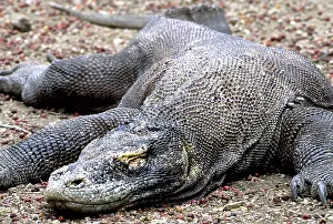 Manggarai: Komodo Dragon (V. komodoensis) resting