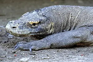 Tenggara: Komodo Dragon (V. komodoensis) resting