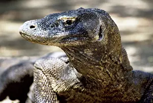 Tenggara: Komodo Dragon (V. komodoensis) resting