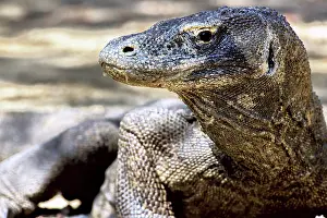 Tenggara: Komodo Dragon (V. komodoensis) resting