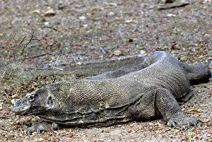 Tenggara: Komodo Dragon (V. komodoensis) resting