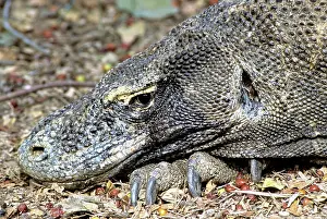 Tenggara: Komodo Dragon (V. komodoensis) resting