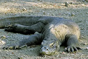 Varanus: Komodo Dragon (V. komodoensis) resting