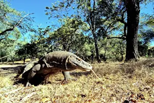 Varanus: Komodo Dragon (V. komodoensis) running