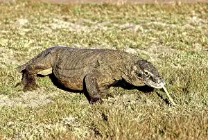 Tenggara: Komodo Dragon (V. komodoensis) walking