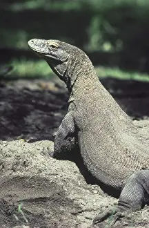 Varanidae: Komodo Dragon (Varanus komodoensis)