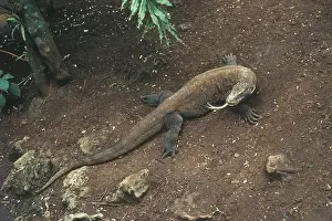 Varanidae: Komodo Dragon (Varanus komodoensis)