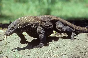Varanidae: Komodo Dragon (Varanus komodoensis)