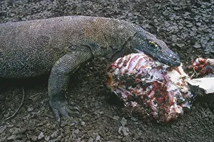 Varanidae: Komodo Dragon (Varanus komodoensis)