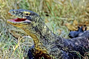 Tenggara: Komodo Dragon (Varanus komodoensis)