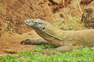 Dragon: Komodo dragon (Varanus komodoensis), animal portrait