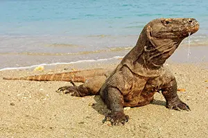 Located: Komodo dragon (Varanus komodoensis) is located at