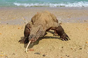 Varanus: Komodo dragon (Varanus komodoensis) runs out of