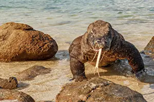 Varanus: Komodo dragon (Varanus komodoensis) runs out of