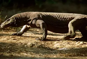 Rungnapa Sasitorn: KOMODO DRAGON - WALKING