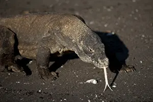 Varanus: Komodo Dragon walking on beach - Horseshoe Bay