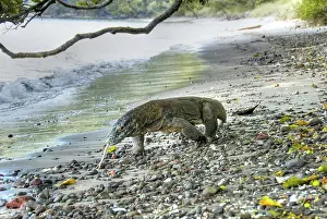 Foreground: Komodo dragon walking on stony beach, Komodo