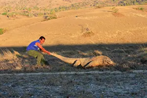 Warden: Komodo dragon - warden pulling Dragon by tail