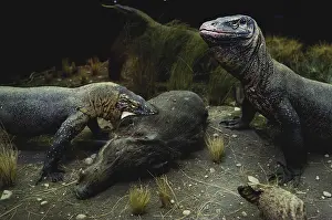 Eaters: Komodo Dragons