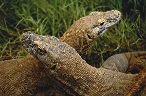 Varanidae: Komodo Dragons