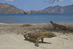 Sailing: Three Komodo dragons on beach with phinisi