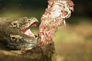 Swallowing: Komodo Dragons devouring a Goat - Rinca Indonesia