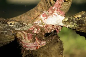 Swallowing: Komodo Dragons devouring a Goat - Rinca Indonesia