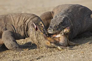 Komodensis: Komodo dragons eating goat Komodo National Park Indonesia