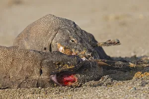 Komodensis: Komodo dragons eating goat Komodo National Park Indonesia