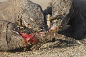 Komodensis: Komodo dragons eating goat Komodo National Park Indonesia