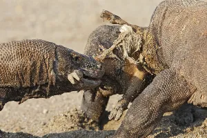 Komodensis: Komodo dragons eating goat Komodo National Park Indonesia
