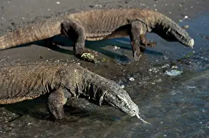 Varanus: Komodo Dragons - pair on beach - Horseshoe Bay