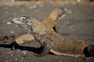 Varanus: Komodo Dragons - pair on beach - Horseshoe Bay
