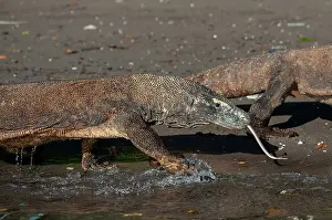Varanus: Komodo Dragons - pair walking on beach - Horseshoe