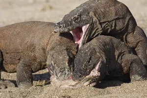 Ferocity: Komodo Dragons sharing a goat carcass Rinca Indonesia