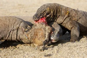 Ferocity: Komodo Dragons sharing a goat carcass Rinca Indonesia