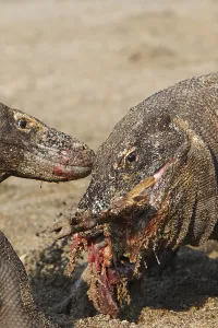 Ferocity: Komodo Dragons sharing a goat carcass Rinca Indonesia