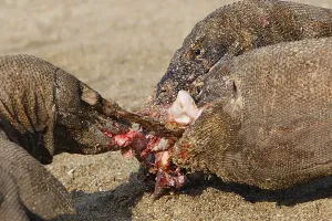Ferocity: Komodo Dragons sharing a goat carcass Rinca Indonesia