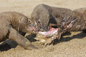 Ferocity: Komodo Dragons sharing a goat carcass Rinca Indonesia