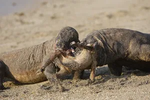 Ferocity: Komodo Dragons sharing a goat carcass Rinca Indonesia
