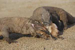 Ferocity: Komodo Dragons sharing a goat carcass Rinca Indonesia
